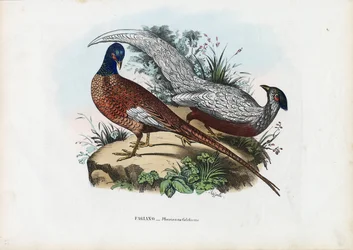 Pheasant, 1863-79